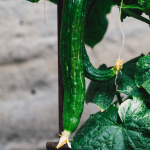 Cucumber growing outdoor