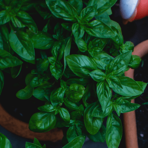 Basil growing